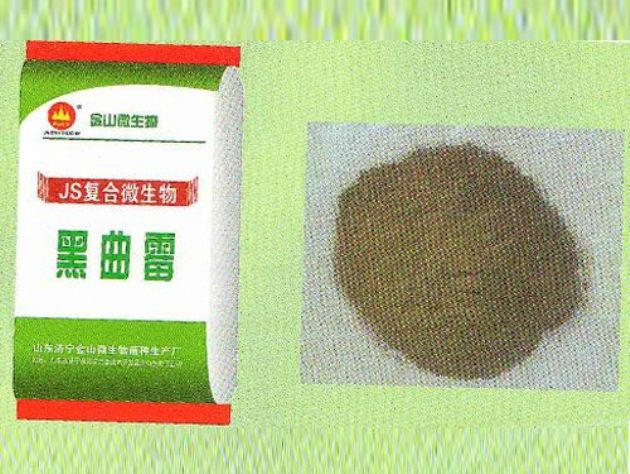 點擊查看詳細信息<br>標題：黑曲霉 閱讀次數：2431