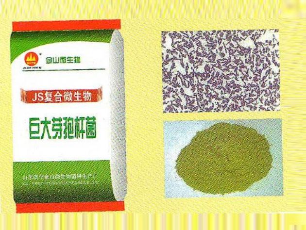 點擊查看詳細信息<br>標題：巨大芽孢桿菌 閱讀次數：2321